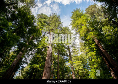Voir à jusqu'à redwood à ciel ouvert à travers le couvert forestier Banque D'Images