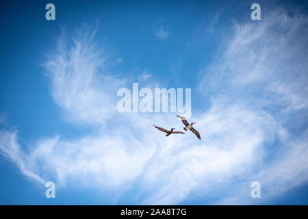 Deux pélicans bruns voler contre un ciel bleu avec des nuages filandreux Banque D'Images