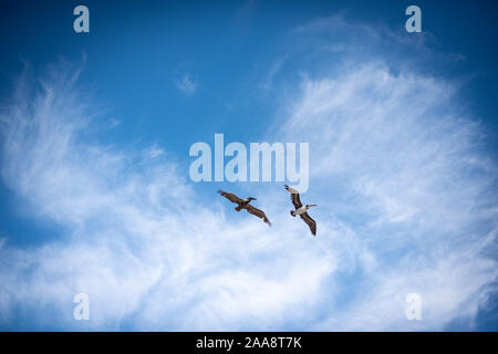 Deux pélicans bruns voler contre un ciel bleu avec des nuages filandreux Banque D'Images