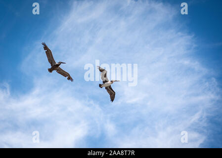 Deux pélicans bruns voler contre un ciel bleu avec des nuages filandreux Banque D'Images