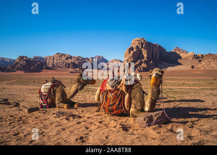 Chameau dans le désert de Wadi Rum, Jordanie du sud Banque D'Images