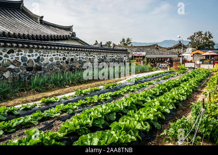 Gyeongju Corée , 30 septembre 2019 : Gyeongju Gyochon Village Hanok traditionnels avec de vieilles maisons et plantations de café en Corée du Sud Banque D'Images