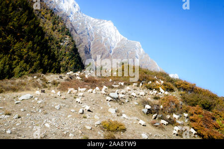 Troupeau de moutons dans un écrin de montagne Himalaya à une distance en été - Ranikanda Karcham Meadows, parc à neige, vallée de Spiti, Himachal Pradesh, Inde, Asi Banque D'Images