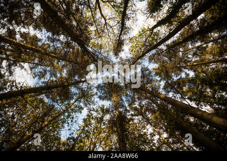 La forêt. Une vue verticale d'une forêt boisée avec un point de vue convergent d'arbres sur un ciel bleu. Banque D'Images