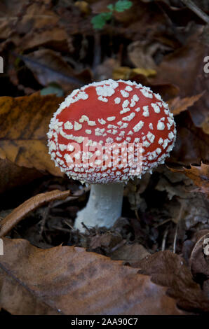 Les jeunes rouge et blanc repéré Amanita muscaria ou Fly agaric toadstool Banque D'Images