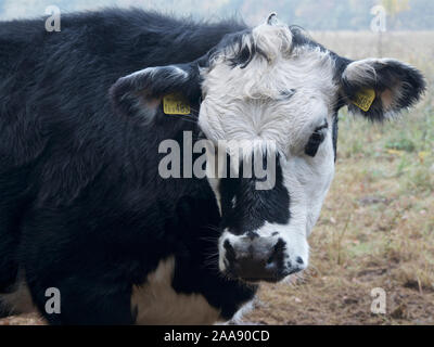 Jeune taureau Hereford noir - tête et épaules. Banque D'Images