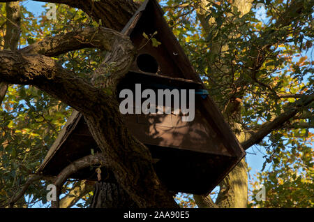 De forme triangulaire Owl fort dans un arbre construit pour encourager la nidification owl. Banque D'Images