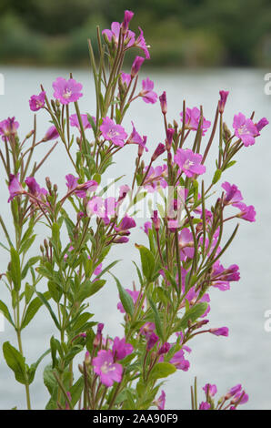 Grand Willowherb sur les rives d'un lac. Banque D'Images