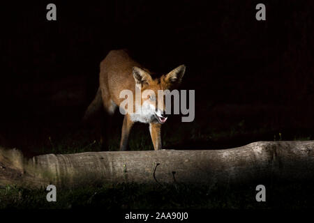 Vue de face gros plan sur le renard rouge sauvage et urbain (Vulpes vulpes) isolé dans l'obscurité, fourrager pour la nourriture dans le jardin du Royaume-Uni la nuit, éclairé par des projecteurs. Banque D'Images