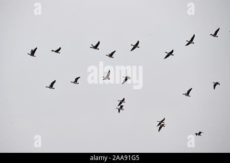 (191120) -- ZHENGZHOU, 20 novembre 2019 (Xinhua) -- Photo prise le 20 novembre 2019 montre oies sauvages survolant une zone humide du fleuve jaune dans la région de Changyuan Ville, province du Henan en Chine centrale. La zone humide est devenue une station de transport en commun et de l'habitat idéal pour les oiseaux migrant comme environnement écologique ici continue de s'améliorer. (Xinhua/Feng Dapeng) Banque D'Images