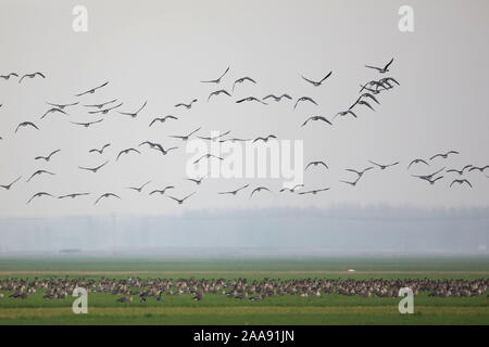 (191120) -- ZHENGZHOU, 20 novembre 2019 (Xinhua) -- Photo prise le 20 novembre 2019 montre oies sauvages survolant une zone humide du fleuve jaune dans la région de Changyuan Ville, province du Henan en Chine centrale. La zone humide est devenue une station de transport en commun et de l'habitat idéal pour les oiseaux migrant comme environnement écologique ici continue de s'améliorer. (Xinhua/Feng Dapeng) Banque D'Images