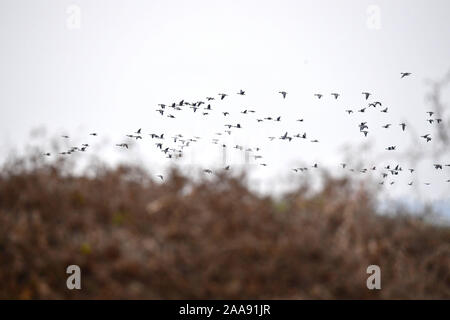 (191120) -- ZHENGZHOU, 20 novembre 2019 (Xinhua) -- Photo prise le 20 novembre 2019 montre oies sauvages survolant une zone humide du fleuve jaune dans la région de Changyuan Ville, province du Henan en Chine centrale. La zone humide est devenue une station de transport en commun et de l'habitat idéal pour les oiseaux migrant comme environnement écologique ici continue de s'améliorer. (Xinhua/Feng Dapeng) Banque D'Images