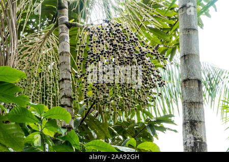 Palmier Acai avec bouquet de baies d'acai frais dans la forêt tropicale d'amazone. Concept de nourriture saine, bien-être, santé, vitamines, super-alimentation, environnement. Banque D'Images