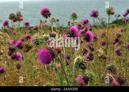 Chardon penché Musc ou - Thistle Carduus nutans, fleurs violettes sur une zone côtière avec vue sur la mer Banque D'Images
