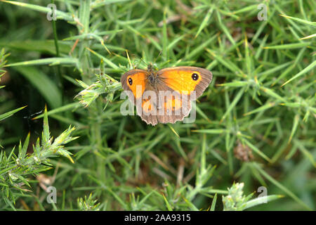 Papillon Gatekeeper Banque D'Images