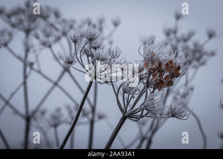 La canne à sucre et de cow parsley couvert de gelée blanche sur une froide et glacée matin brumeux au lac 'kotermeerstal» aux Pays-Bas Banque D'Images