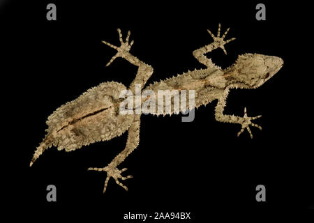 Gecko à queue de feuille du nord (Saltuarius cornutus) Banque D'Images