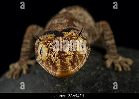 Gecko à queue épineuse du nord (Strophurus ciliaris) Banque D'Images