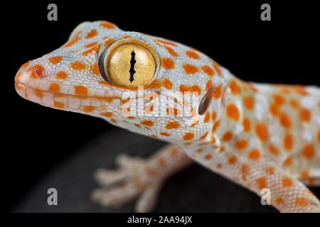 Tokeh (Gekko gecko) Banque D'Images