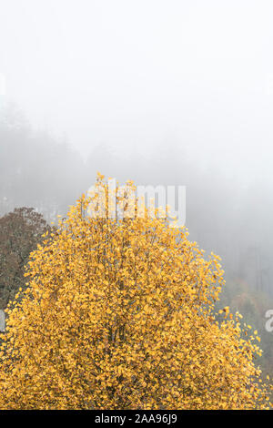 Feuillage de l'automne d'une tulipe Tulip Tree / Liriodendron. Écorce Utilisée en phytothérapie. Parfois appelé le peuplier jaune s'il n'est pas lié à des peupliers. Banque D'Images