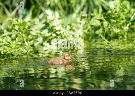 Canard colvert, canard (Anas Plathyrynchos), France Banque D'Images