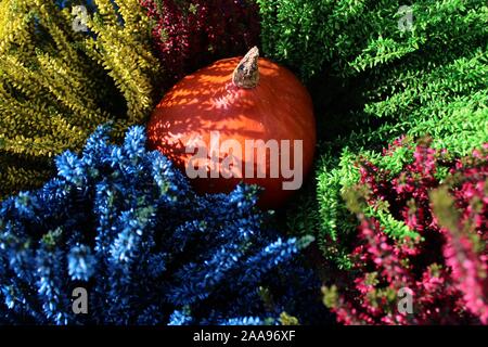 La photo montre une citrouille dans le heather colorés Banque D'Images