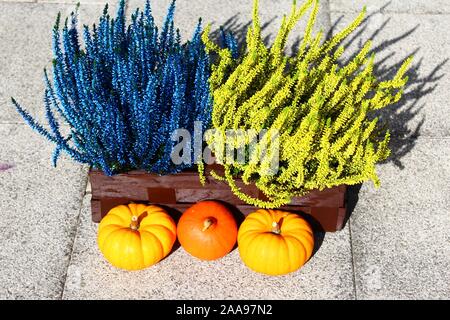 La photo montre une Heather et de citrouilles Banque D'Images