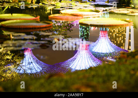 Singapour, le 19 novembre 2019. (Selective focus) Allumé supertree Grove reflétée sur un étang à Singapour. Banque D'Images