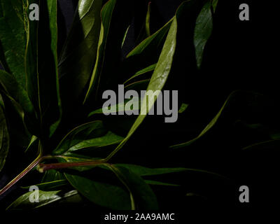 Fleur de couleur sombre sur un feuillage tropical nature background Banque D'Images