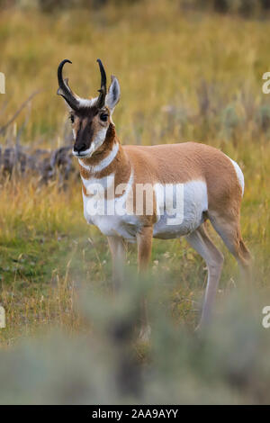 L'antilope dans sage brush Banque D'Images