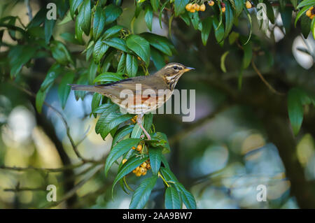 Close up Redwing (Turdus iliacus) oiseau jaune de l'alimentation des baies. Prises sur mon parc de la région de Cardiff, Pays de Galles, Royaume-Uni Banque D'Images