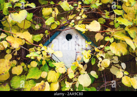 Nichoir sur une clôture en bois entourée de feuilles jaunes, Concept de l'approche du printemps, l'été, les oiseaux l'arrivée du printemps, texture de fond de l'humeur Banque D'Images
