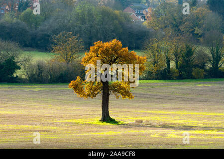 Un seul arbre de chêne en automne, Badby, Northamptonshire, England, UK Banque D'Images