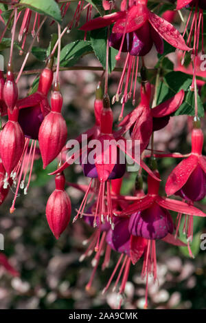 Arbuste avec des fleurs fuschia rouge et mauve pendantes fleurs suspendues avec style anthères et prolongée au-delà de la corolle, Septembre Banque D'Images