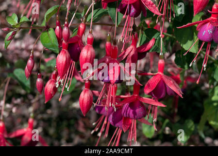 Arbuste avec des fleurs fuschia rouge et mauve pendantes fleurs suspendues avec style anthères et prolongée au-delà de la corolle, Septembre Banque D'Images