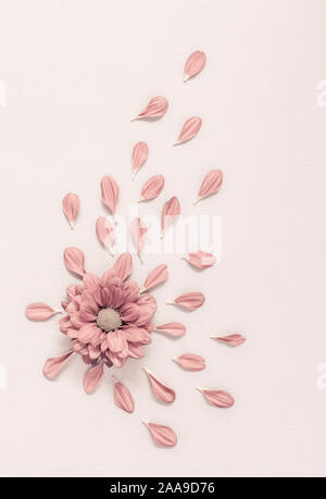 Chrysanthème rose avec pétales épars Banque D'Images