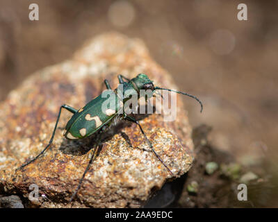 Un green tiger beetle (Cicindela gallica) sur le terrain, lors d'une journée ensoleillée en été, les Alpes italiennes (Tyrol du Sud, Italie) Banque D'Images