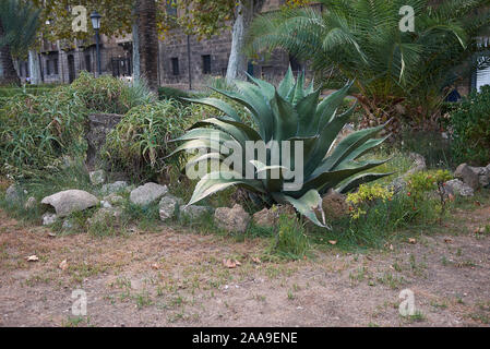 Agave salmiana plante succulente dans un parc public Banque D'Images