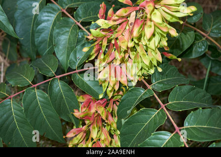 Fresh fruits colorés de l'Ailanthus altissima arbre Banque D'Images