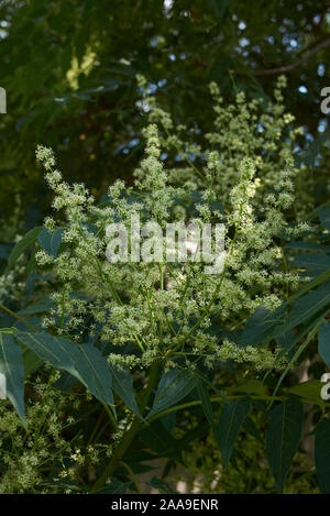 Ailanthus altissima arbre en fleur Banque D'Images