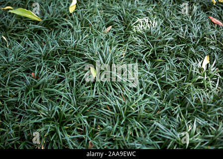 Parterre de fleurs avec de l'herbe toujours verte de l'Ophiopogon japonicus Banque D'Images