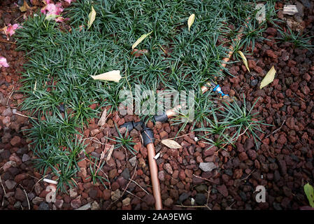 Parterre de fleurs avec de l'herbe toujours verte de l'Ophiopogon japonicus Banque D'Images