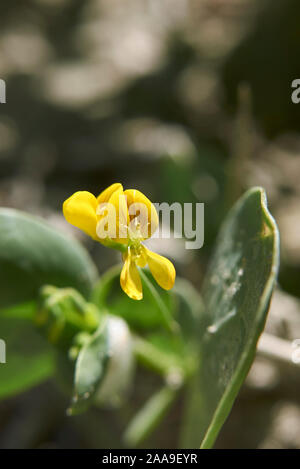 Fleurs jaunes de Coronilla scorpioides plant Banque D'Images