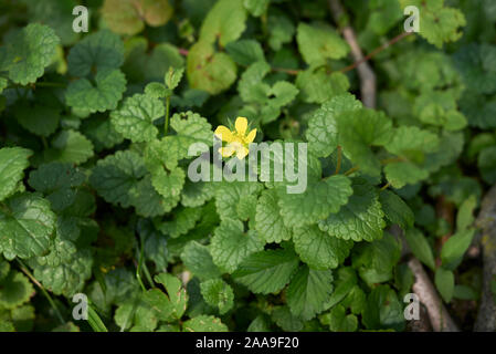 Fruits rouges et de fleurs jaunes de Duchesnea indica plantes Banque D'Images