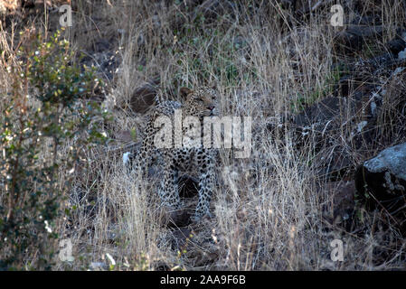 Dans le Leopard camouflé Mashatu Game Reserve du Botswana Banque D'Images
