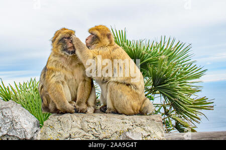 Un gros plan d'une paire de Gibraltar Barbary Apes la femelle toilettage près du visage de l'homme Banque D'Images