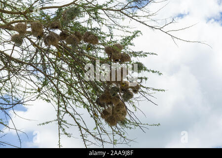 Weaver (oiseaux des Ploceidae) niche dans un acacia, Kenya, Afrique de l'Est Banque D'Images