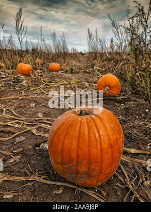 Grand, citrouilles orange s'asseoir dans un champ prêt à être choisi par les clients et sculptées en jack-o-lanternes pour Halloween. Banque D'Images