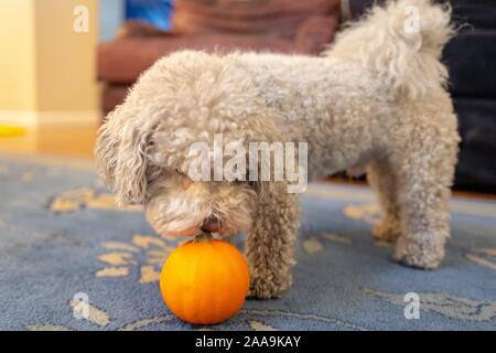 Close-up of a cute Bichon Frise dog sniffing une citrouille, suggérant de grâce ou l'automne, sur un tapis dans une chambre intérieure, le 9 novembre 2019. () Banque D'Images