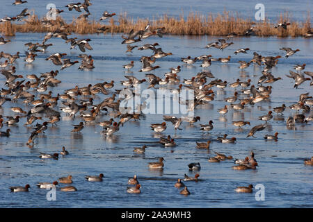 Canard siffleur Anas penelope, troupeau, en vol d'atterrir sur l'eau. Prises de janvier. Welney, Norfolk, UK Banque D'Images